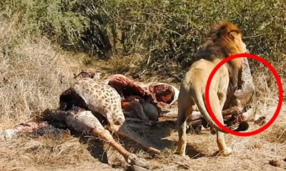 Φρικιαστικές εικόνες! Λιοντάρια σκοτώνουν έγκυο καμηλοπάρδαλη